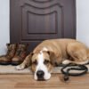 Dog Daycare Business Plan