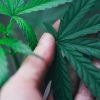 commercial cultivation business plan - marijuana plant